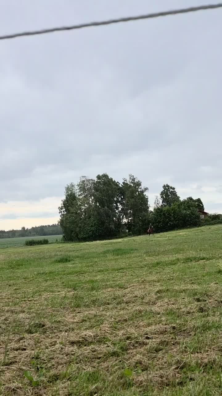 Allround hästar till salu: Lyxhäst för alla grenar🤩 - Video 5