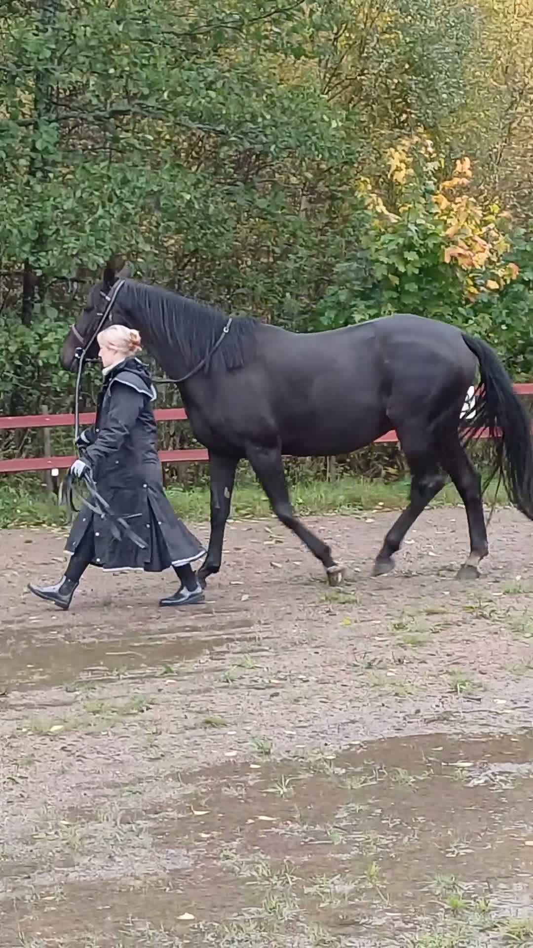Allround hästar till salu: Resligt sto stam Don Frederico- Donnerhall - Video 1