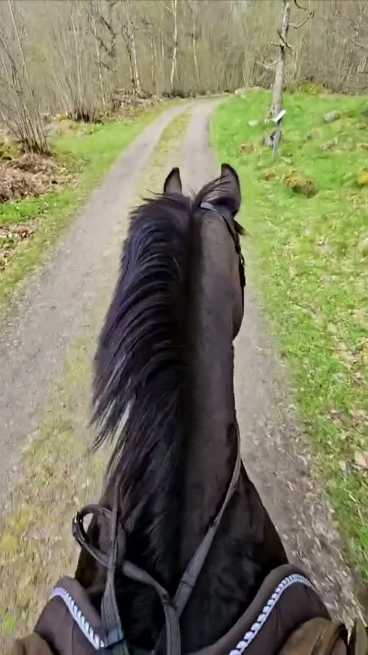 Dressyr hästar till salu: Charmigt dressyrsto  - Video 2