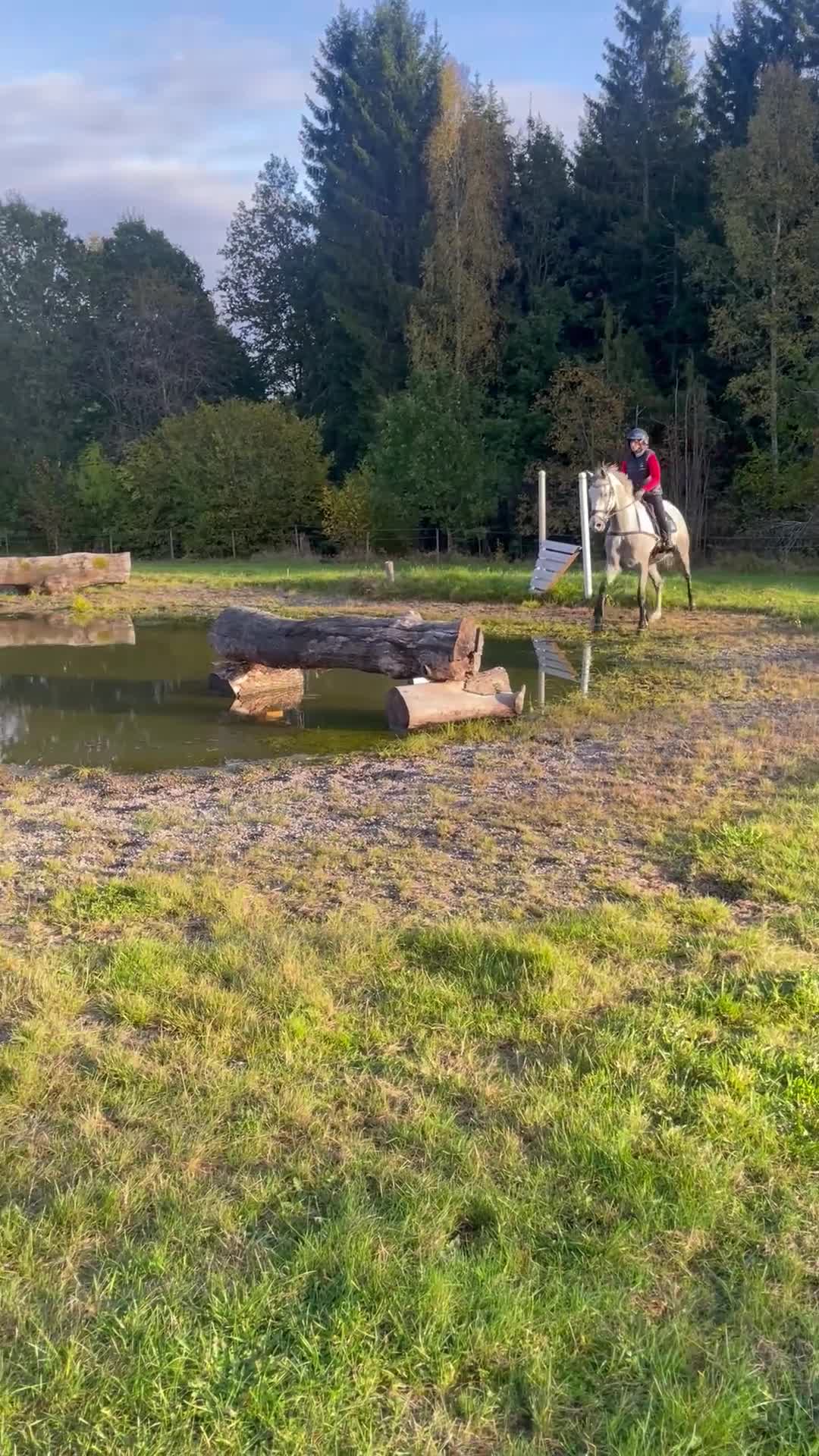 Allround hästar till salu: Allround valack - Video 3