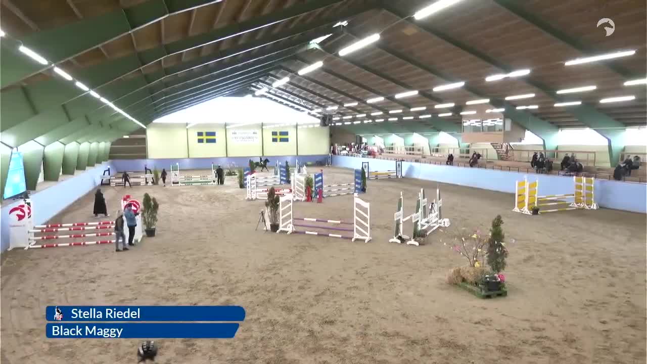Hoppning hästar till salu: Fantastisk ponny söker sitt nya hem!  - Video 1