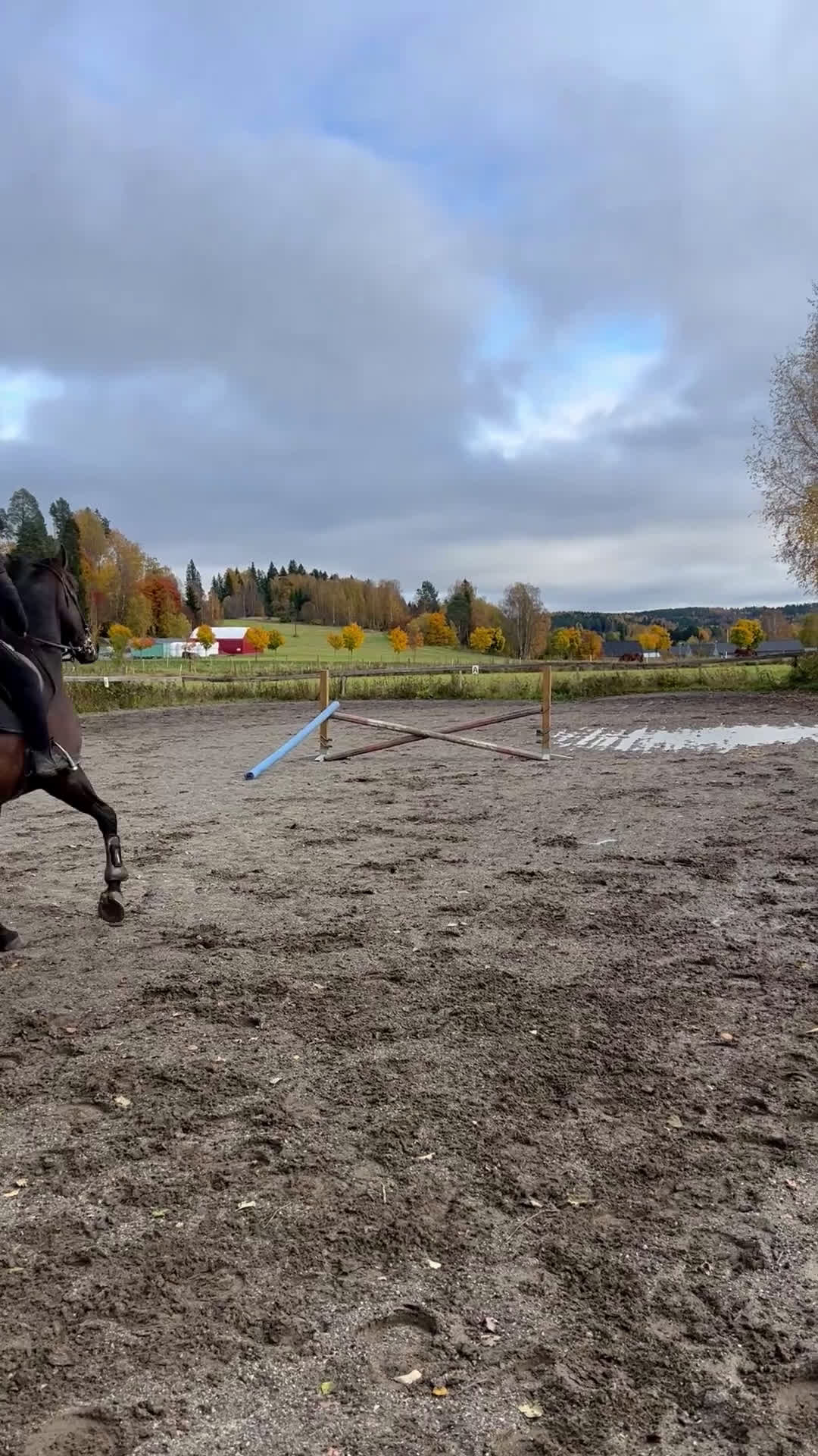 Allround hästar till salu: Ridtravare söker ett för alltid hem i Sundsvall - Video 1