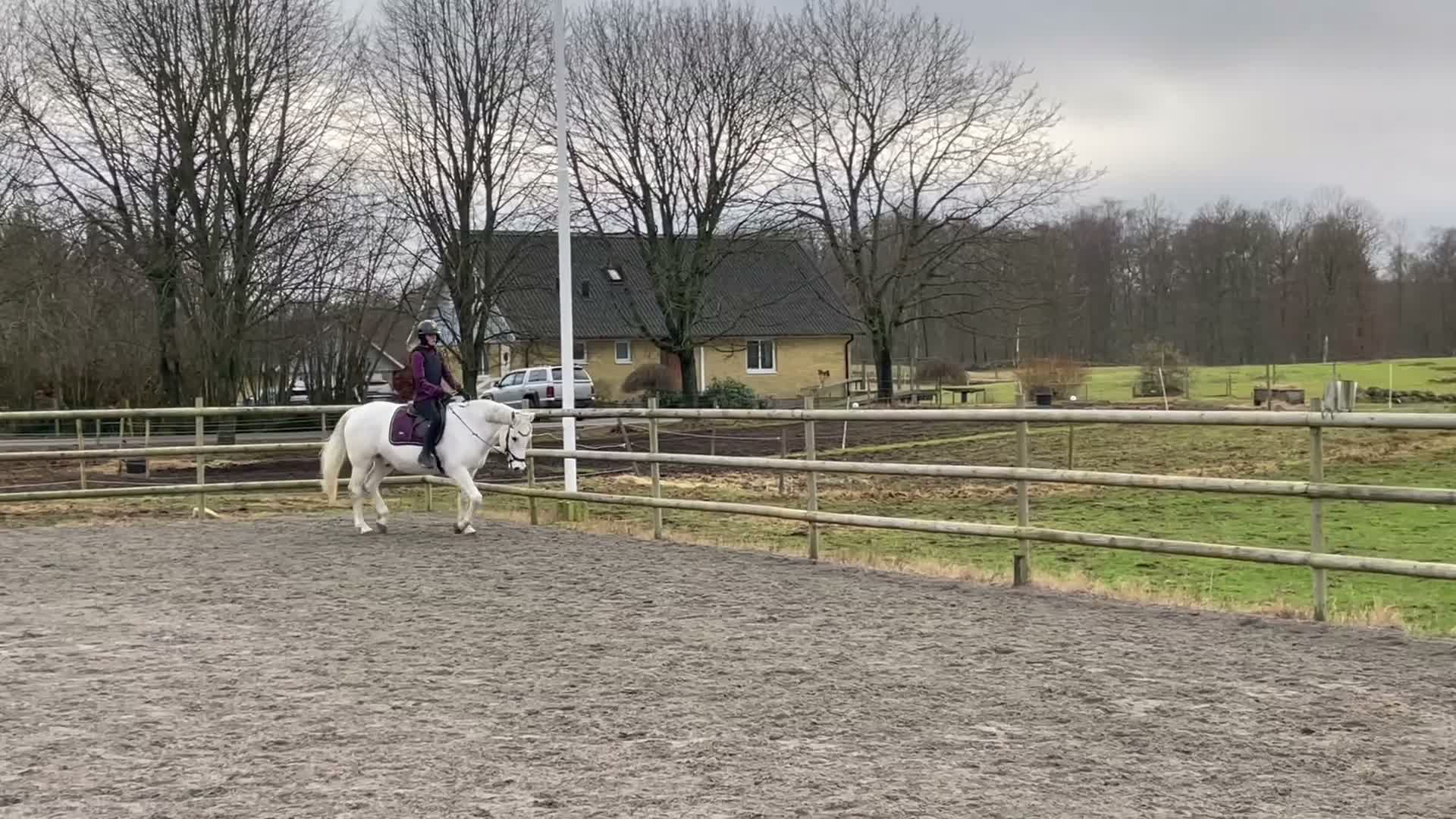 Allround hästar till salu: Trygg och genomsnäll D-ponny i Hässleholm - Video 1