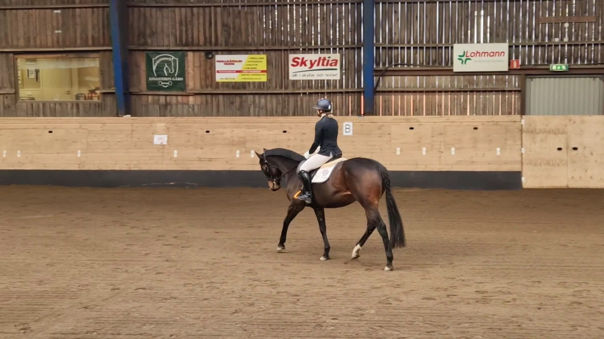 Allround hästar till salu: Dressyrhäst/mamma-dotter/hobbyhäst i Mölndal - Video 4