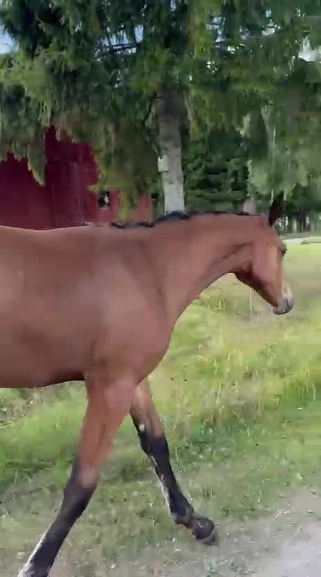 Allround hästar till salu: Vackert stoföl e. Judge de Castel  - Video 2
