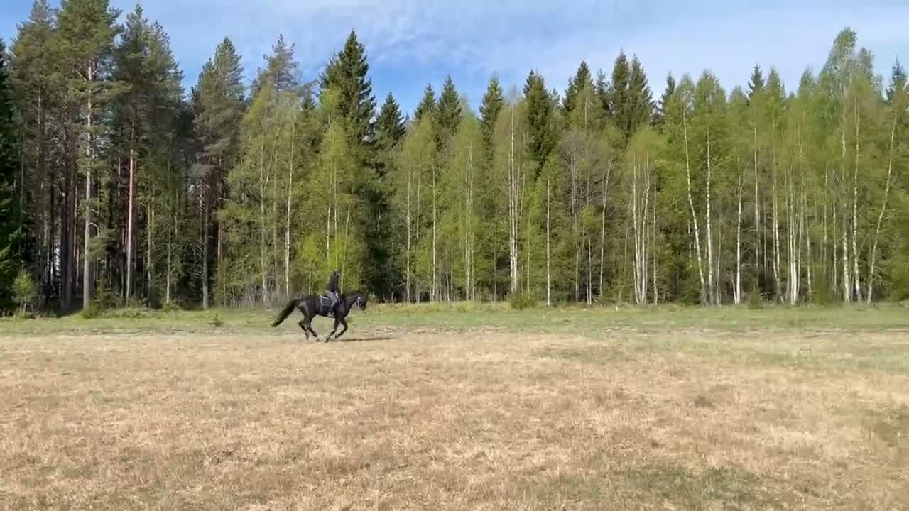 Dressyr hästar till salu: Vackert sto med stor utstrålning och potential - Video 4