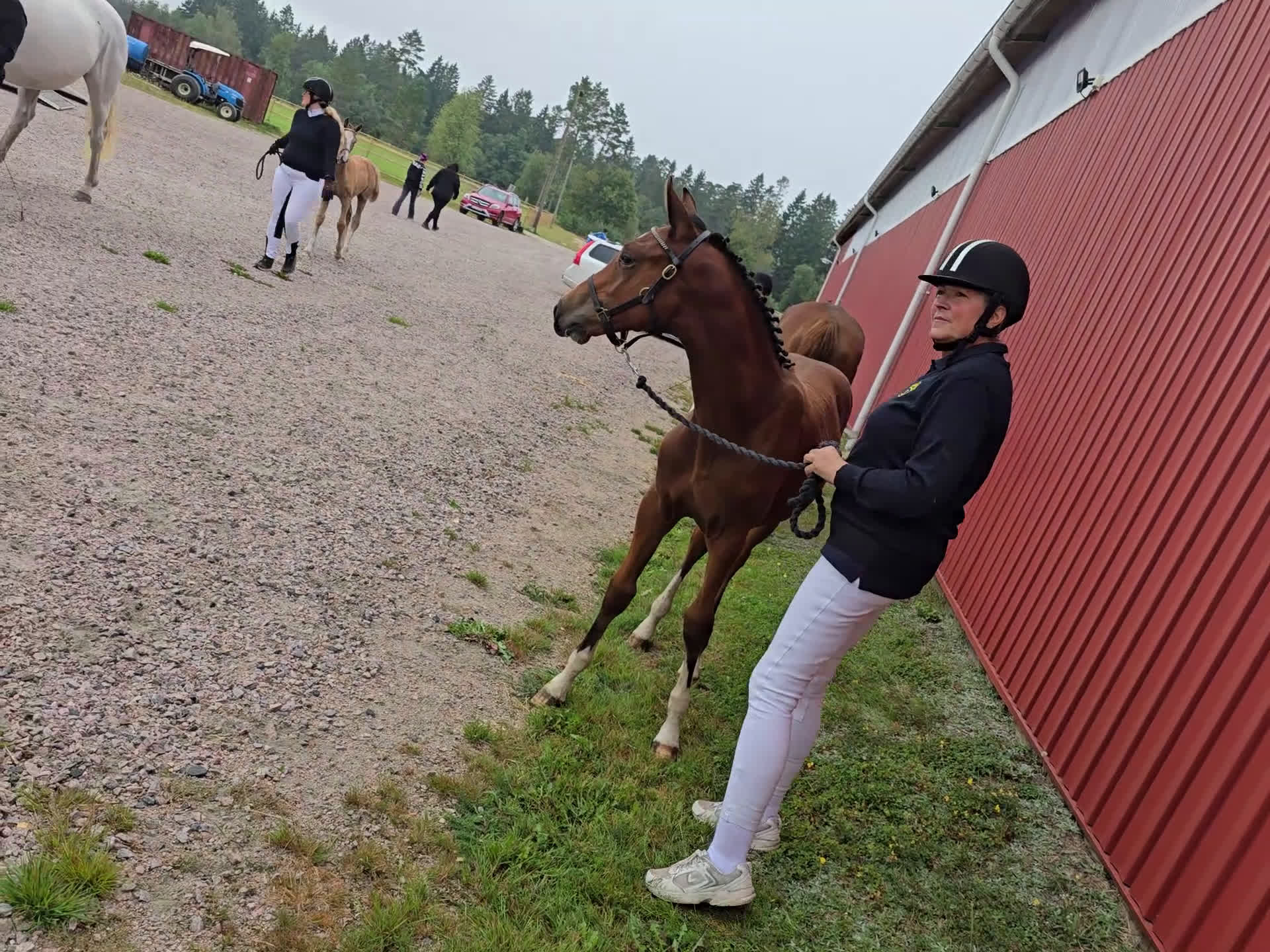 Hoppning hästar till salu: Im Extra EB - Guidam - Magini  f25 i Bottnaryd - Video 1