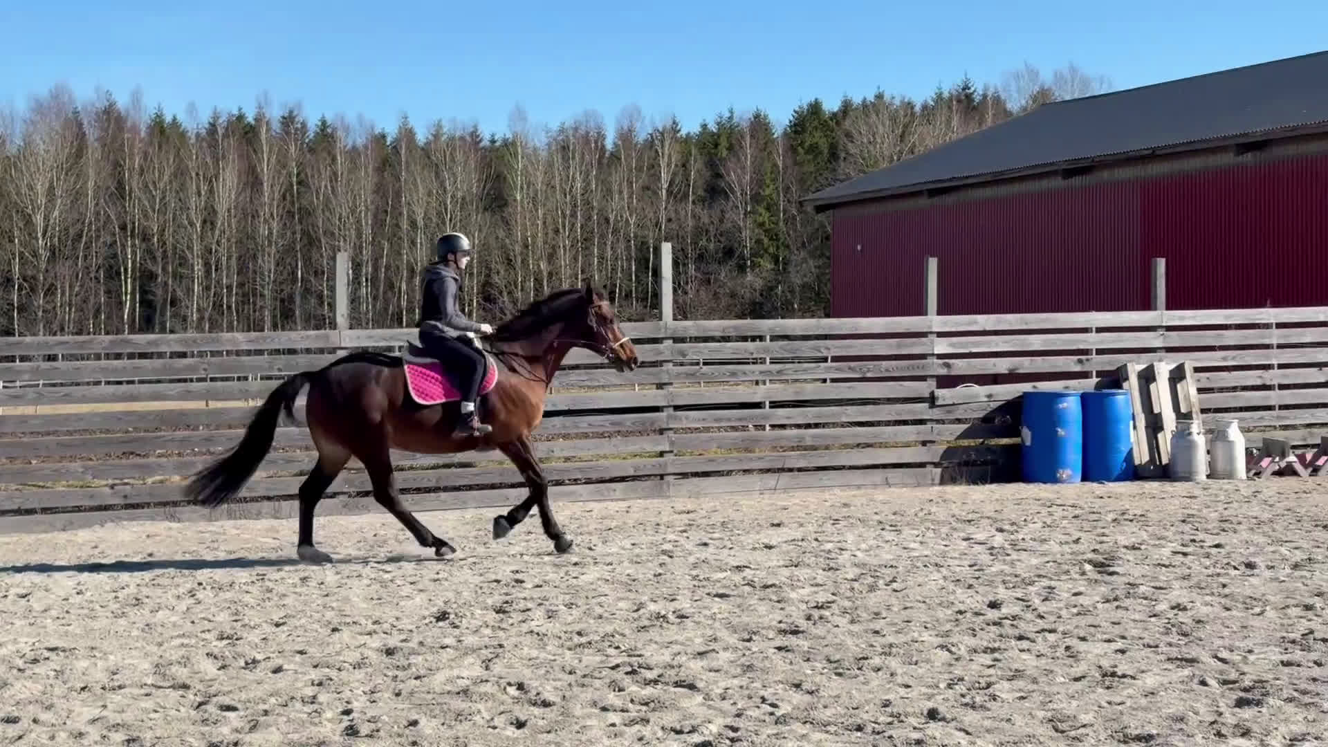 Allround hästar till salu: Schysst valack till allround / hobby - Video 1