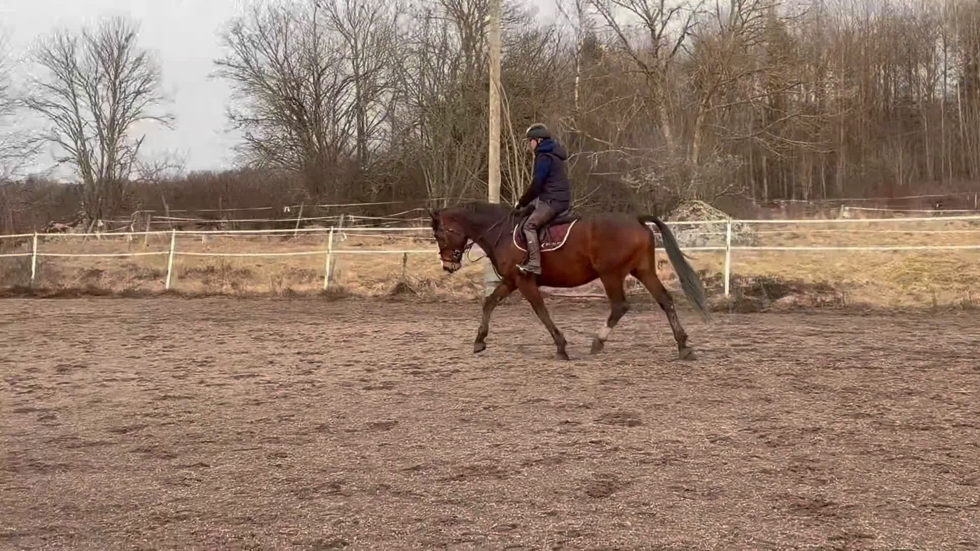 Hoppning hästar till salu: Fin häst med utvecklingspotential  - Video 2