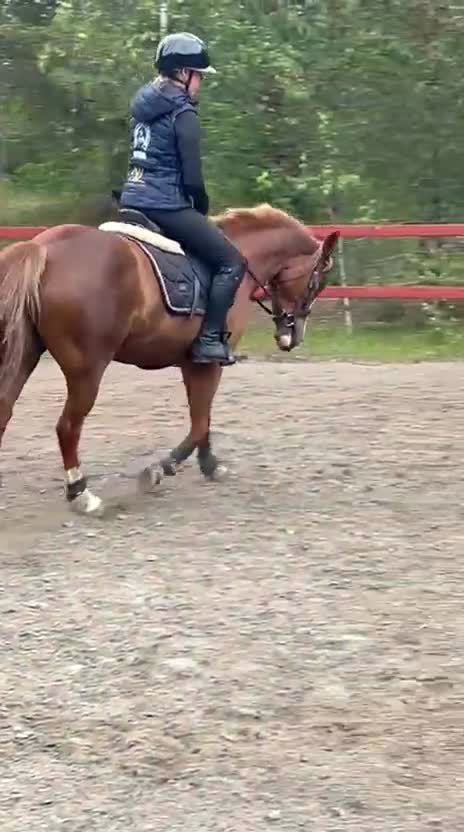 Allround hästar till salu: Superfint C-ponny sto tillsalu🌟 - Video 1