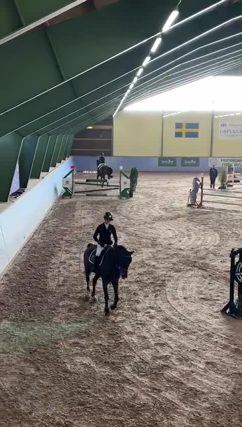 Hoppning hästar till salu: Välutbildad och charmig valack - Video 1