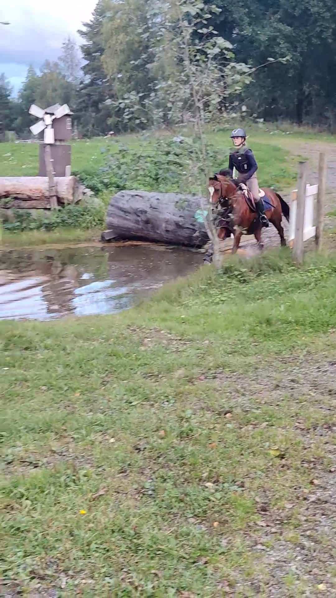 Fälttävlan hästar till salu: Exceptional schoolmaster for any discipline - Video 4