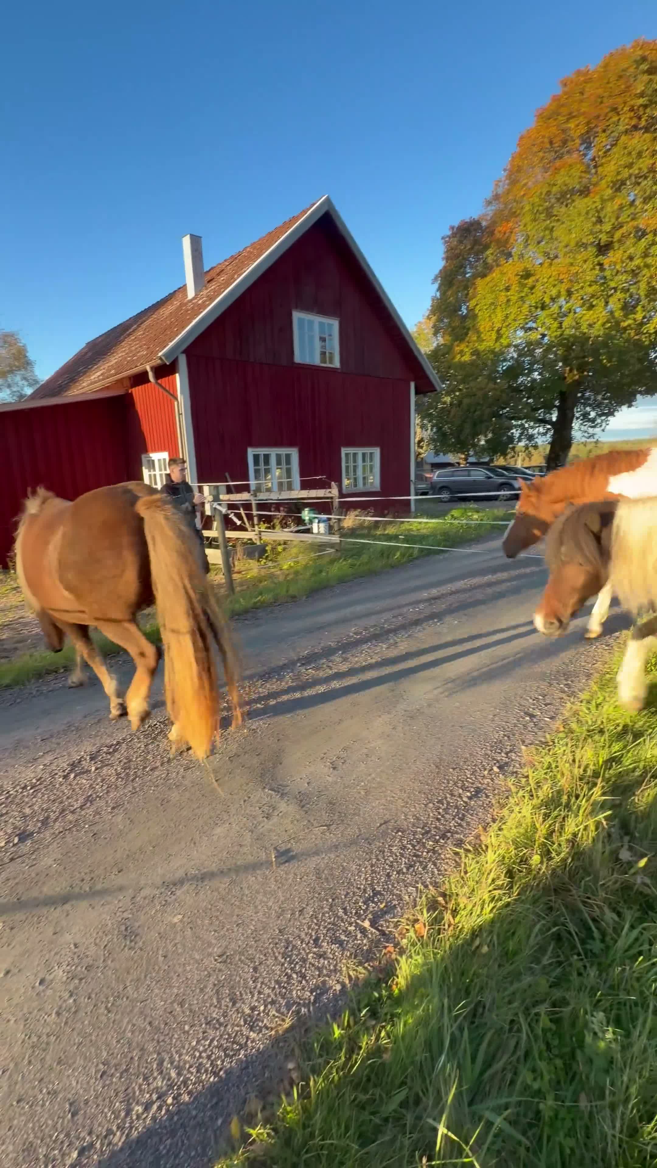 Island hästar till salu: Tre lovande föl efter Mökkvi från Åleby - Video 1