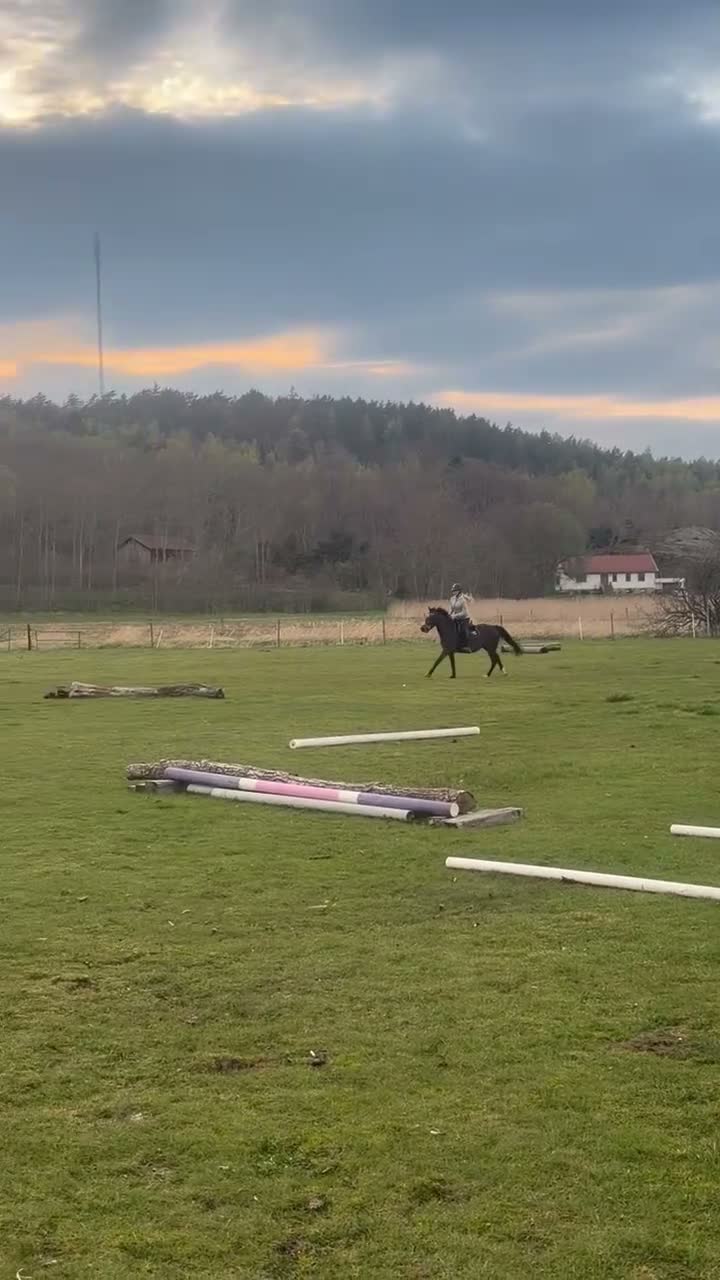 Allround hästar till salu: Maxad C-ponny Hoppning  - Video 3