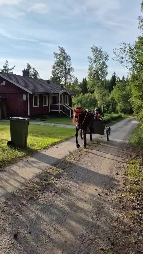 Allround hästar till salu: Vackert sto! - Video 1
