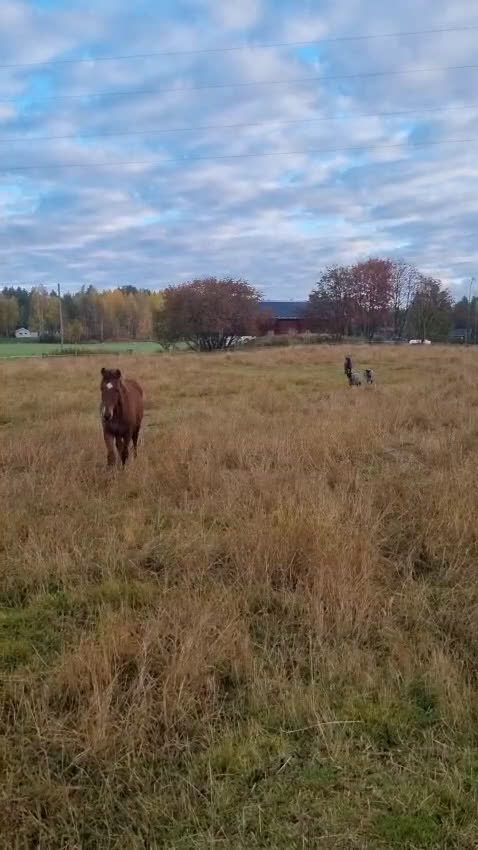 Allround hästar till salu: Am. curly-baskjir, valack i Lövånger - Video 3