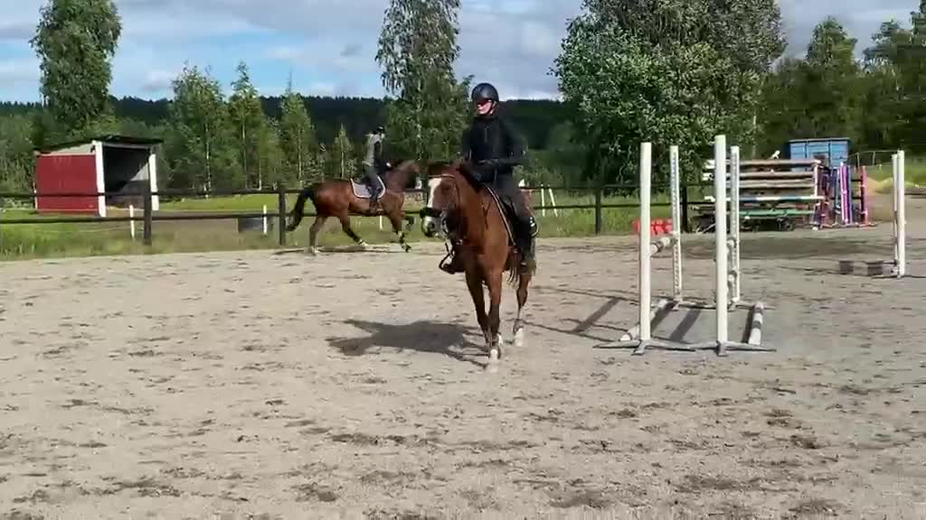 Allround hästar till salu: En gentleman med stort hjärta  - Video 1