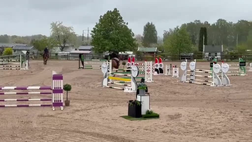 Hoppning hästar till salu: Hopphäst  - Video 1