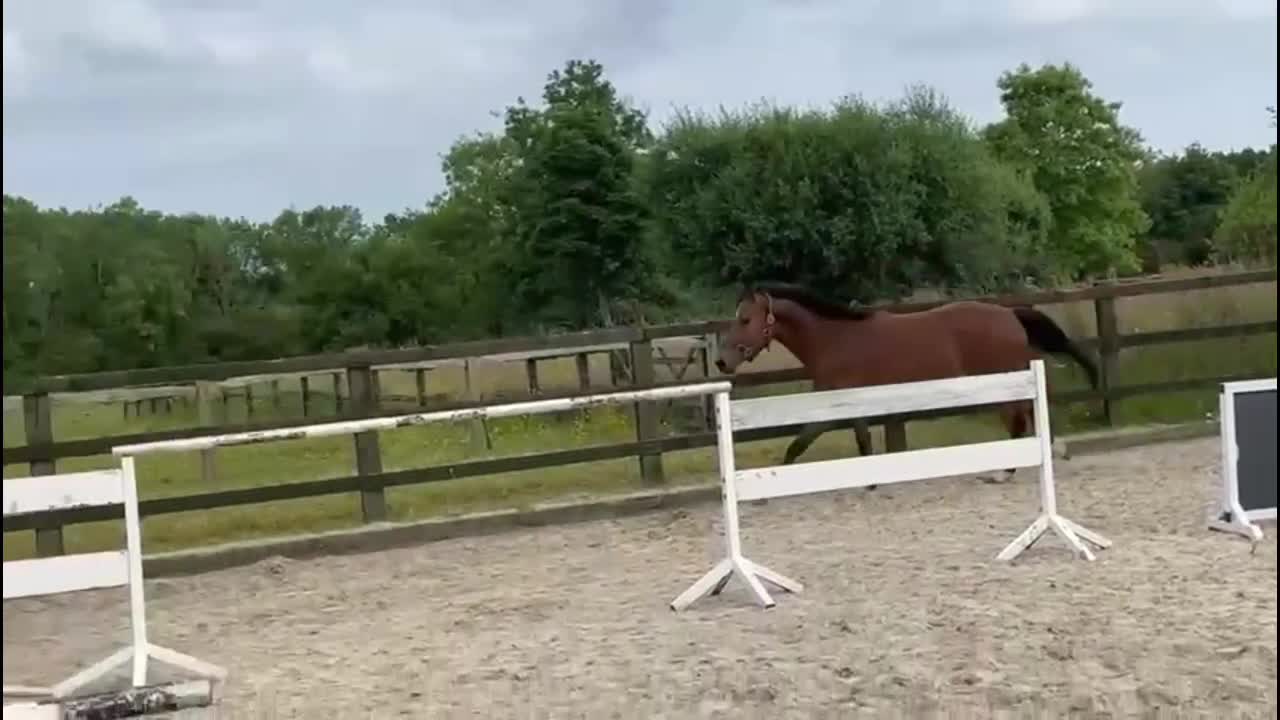 Hoppning hästar till salu: Fantastiskt stoföl Emerald x Heartbreaker  i Halmstad - Video 1