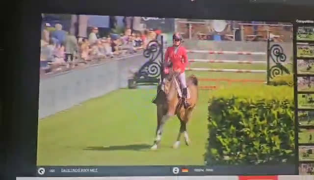 Hoppning hästar till salu: ”Mia” –Modern sporthäst, internationell kapacitet i Ljungsarp - Video 2