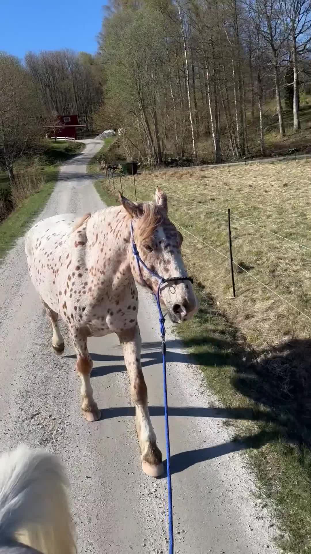 Övrigt hästar till salu: Lugn, trygg 11-årig skogsmulle - Video 1