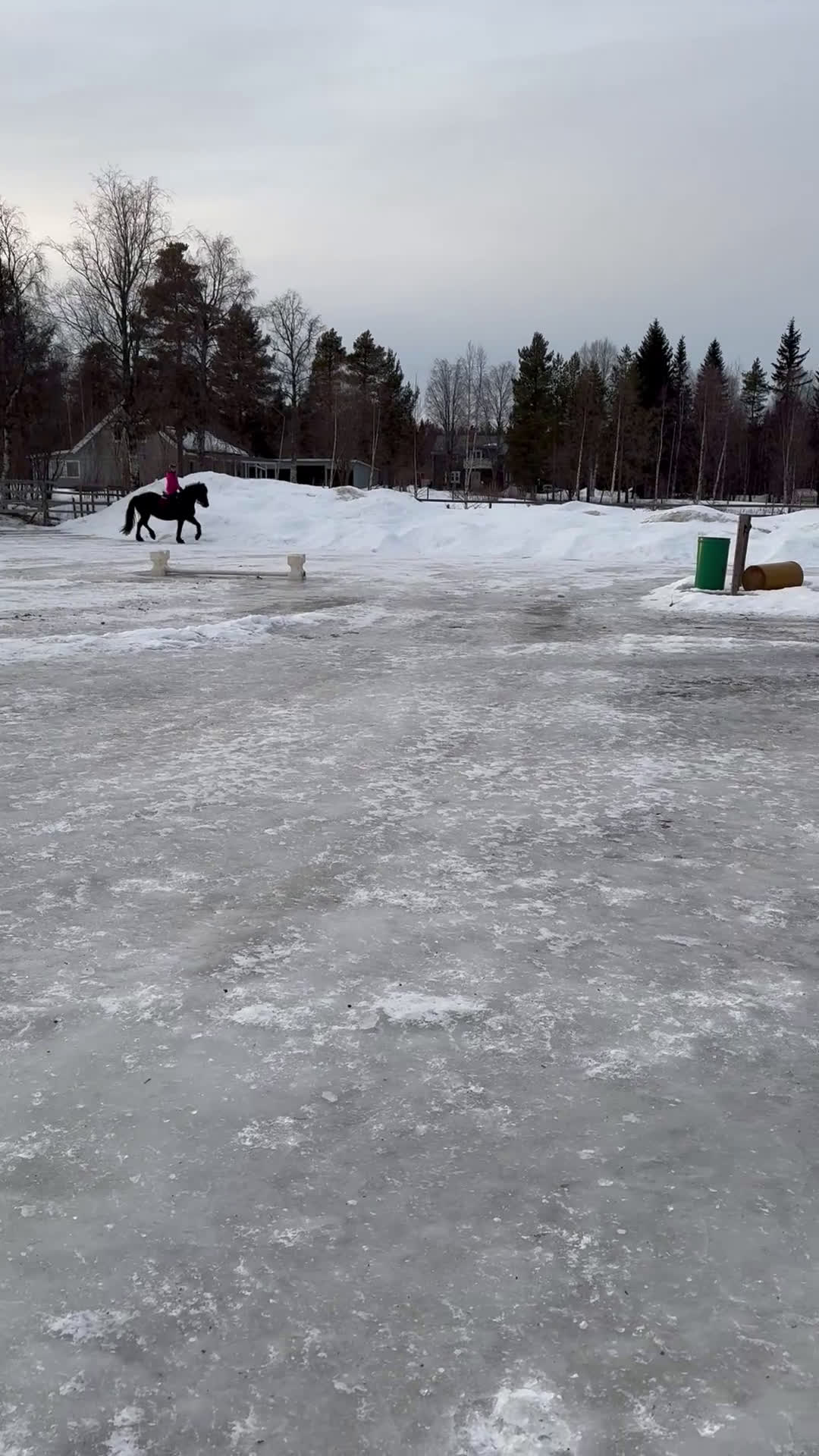 Allround hästar till salu: Vacker underbart kallblodsto i Lycksele - Video 1