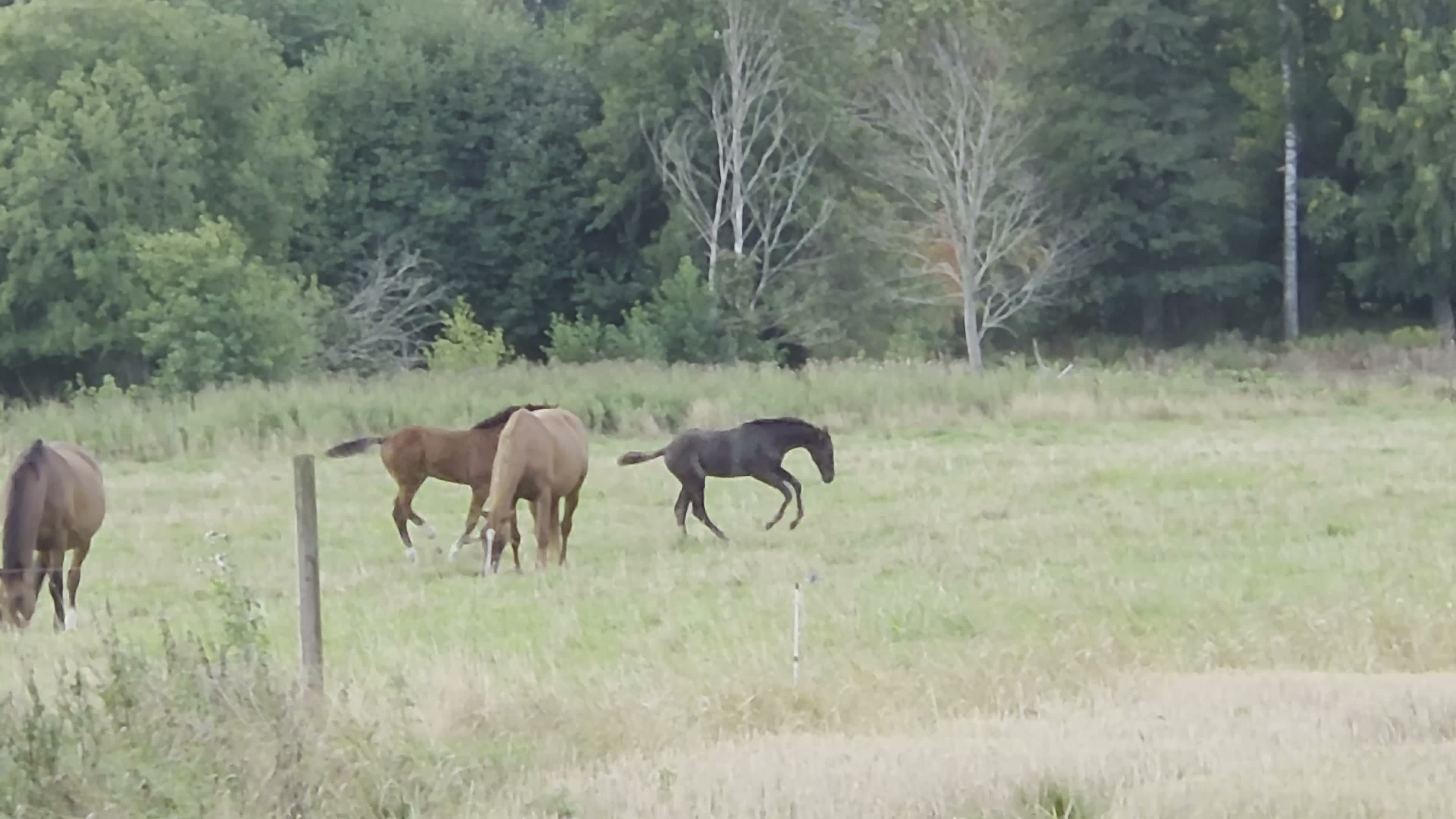 Hoppning hästar till salu: Snyggt sto - Video 1