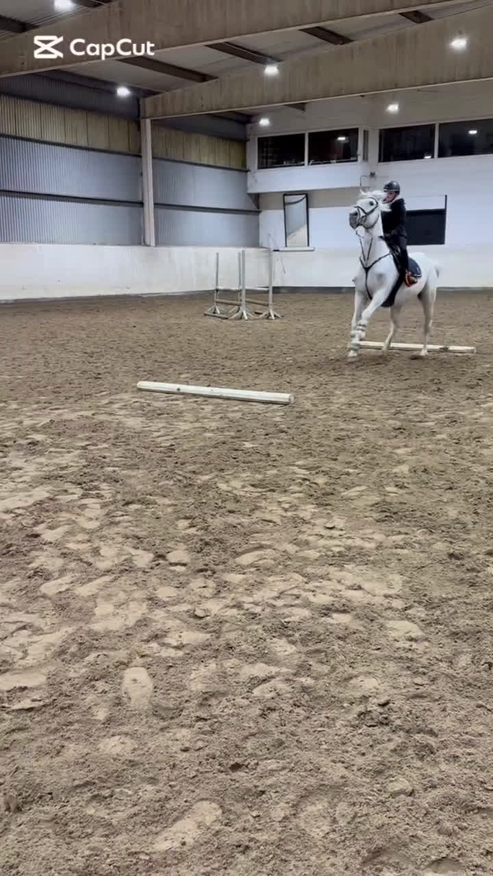 Allround hästar till salu: Byte/säljes - Video 5