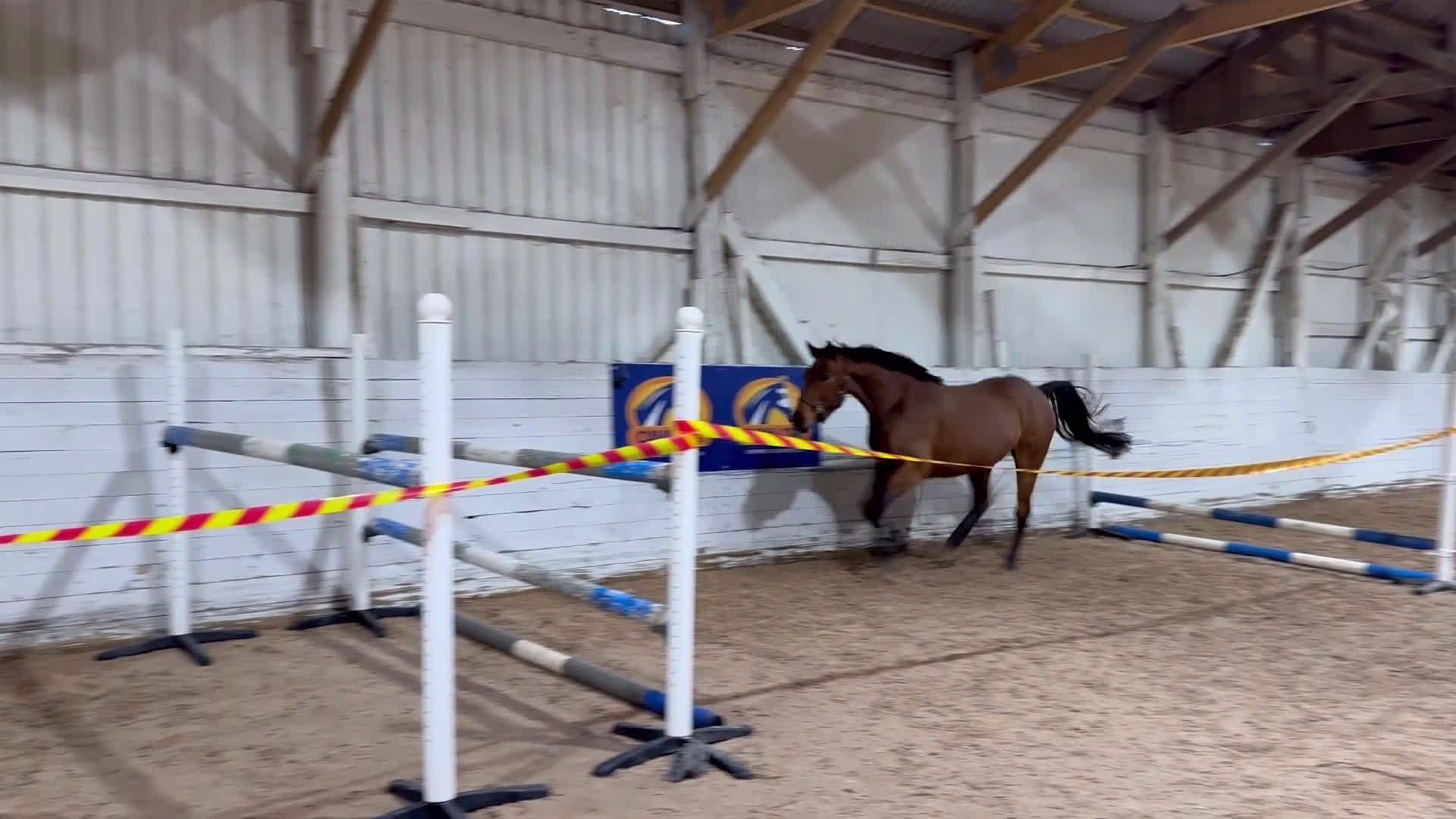 Hoppning hästar till salu: 5årigt fölsto - Video 1