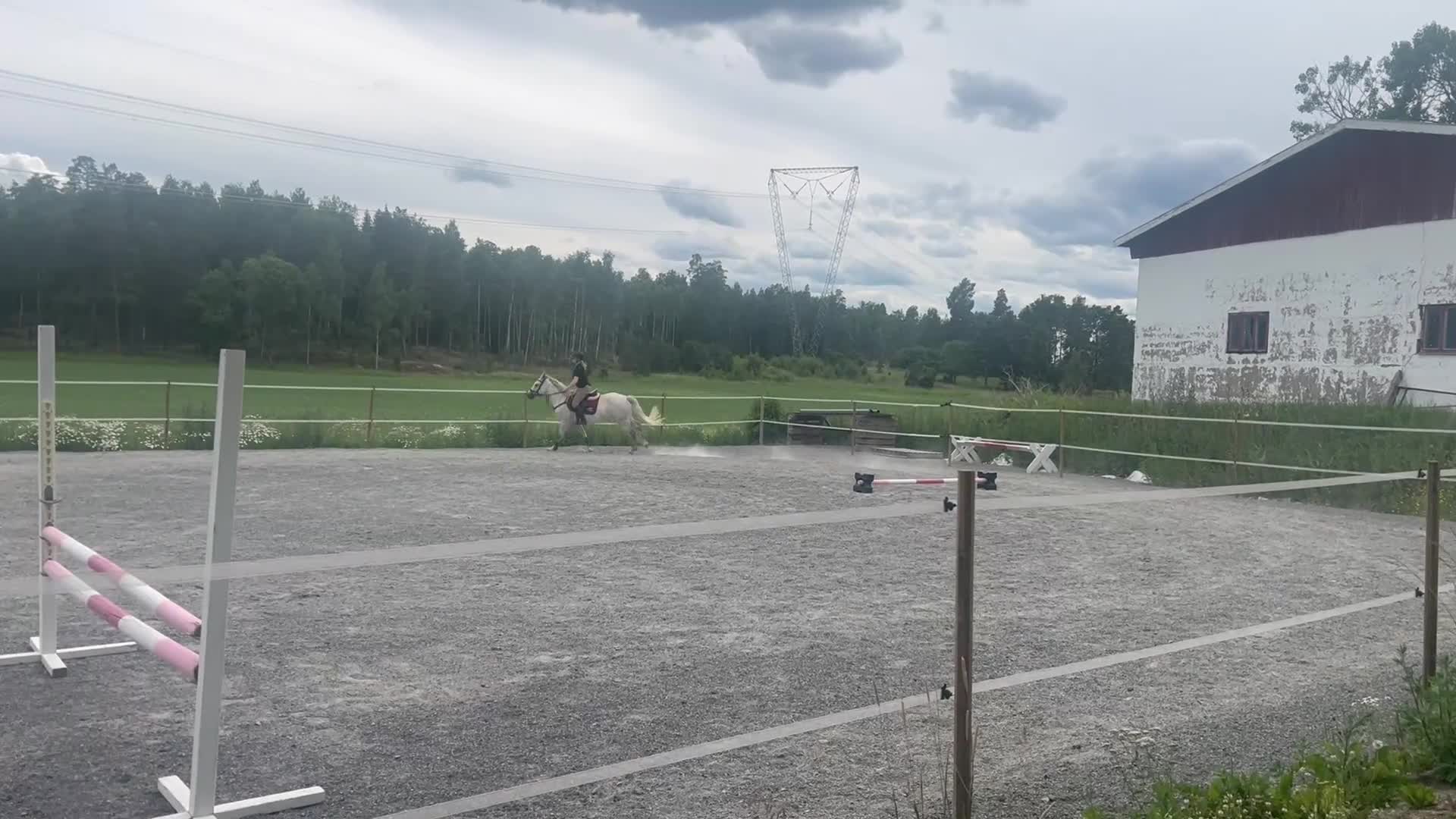 Allround hästar till salu: Superfin klass 1 Connemara  - Video 5