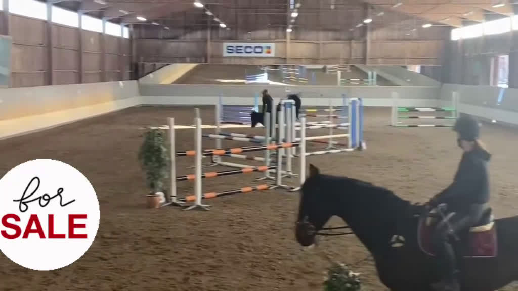 Hoppning hästar till salu: Rosettplockare/läromästare till salu - Video 1