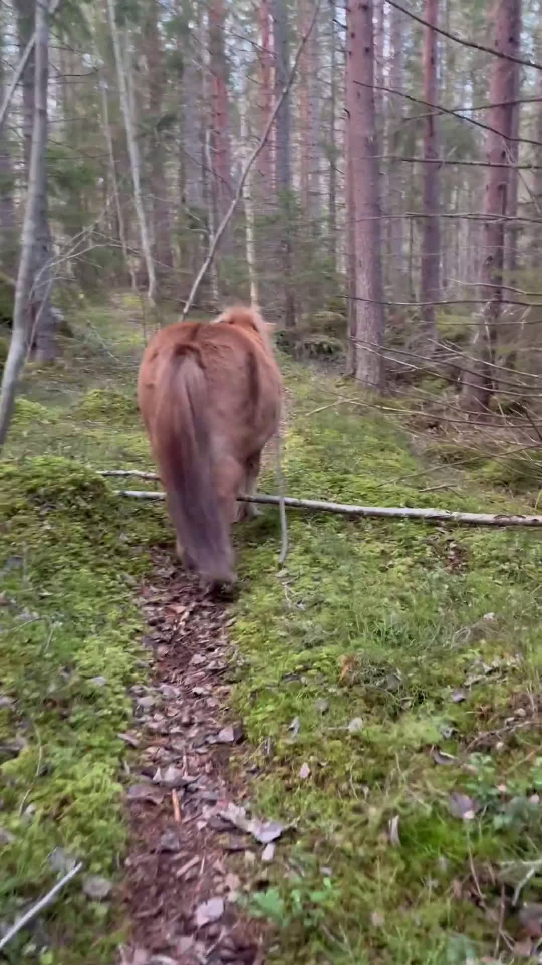 Övrigt hästar till salu: Världens mesta Isor  i Söderhamn - Video 1