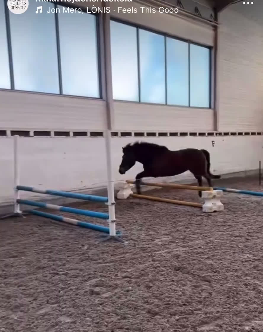 Allround hästar till salu: Trevlig C-ponny säljes  i Skärholmen - Video 2
