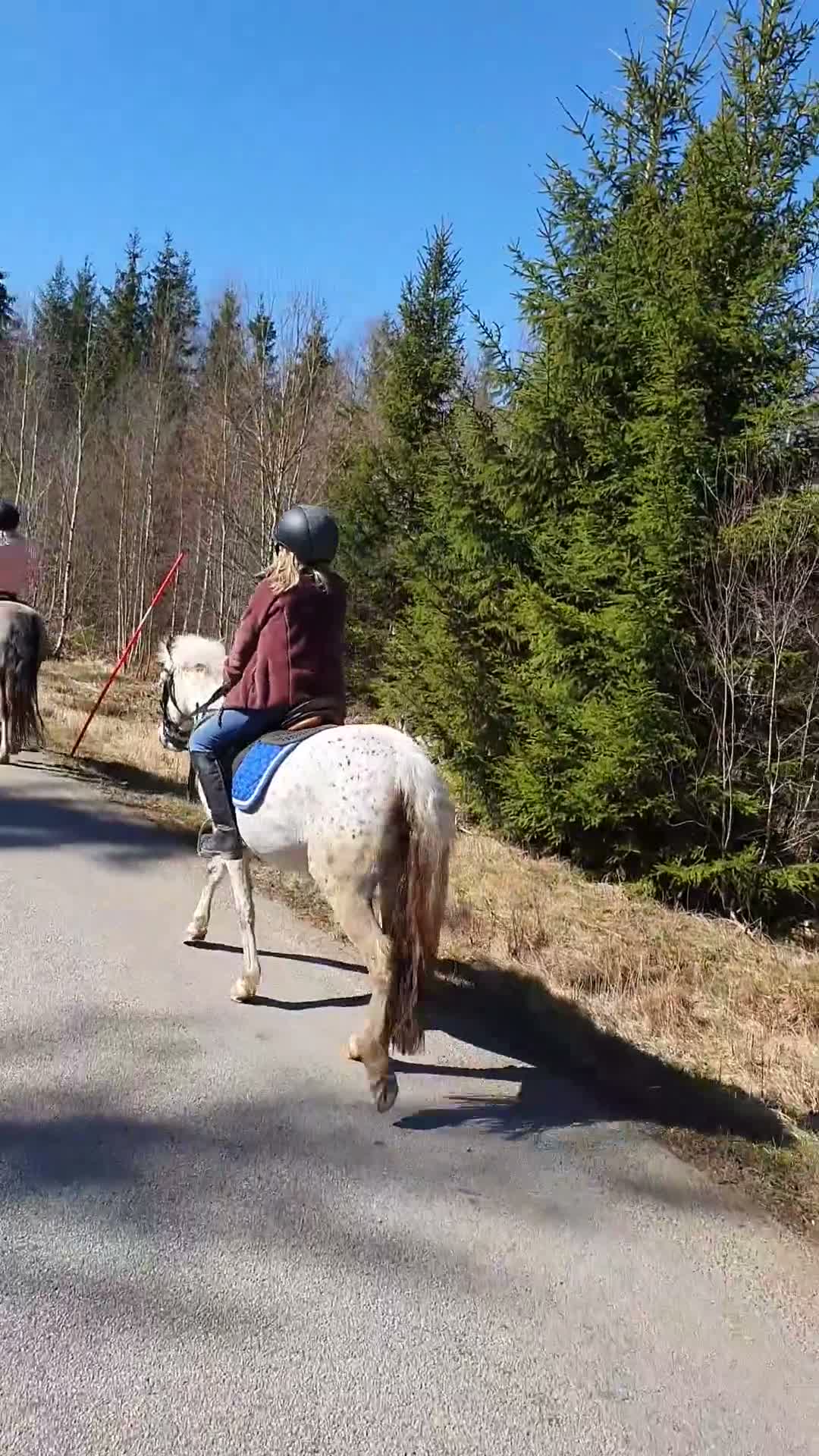 Allround hästar till salu: Intessekoll - Video 2