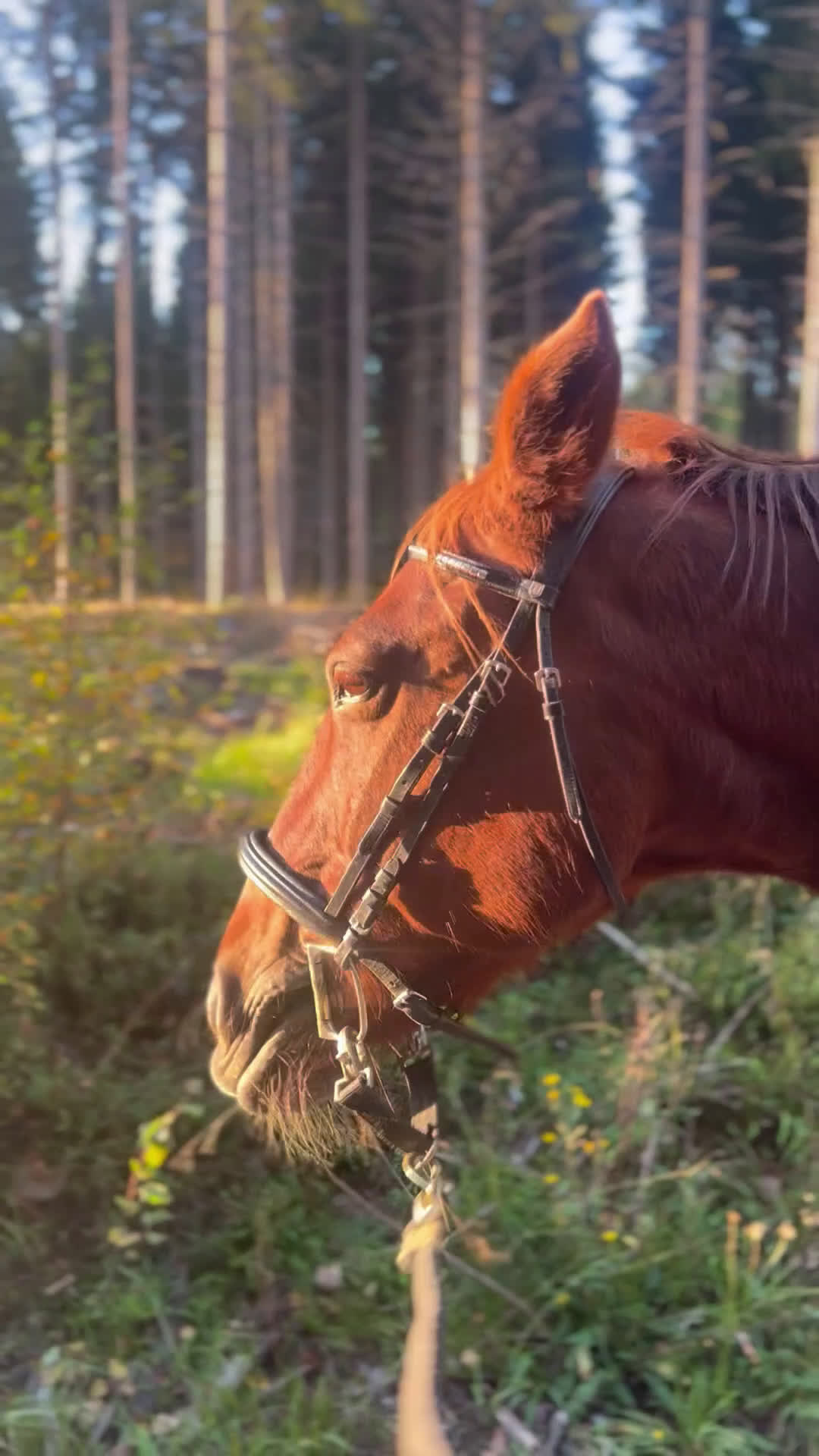Allround hästar sökes: Söker medryttare till världens snällaste ponny i Dalstorp - Video 1