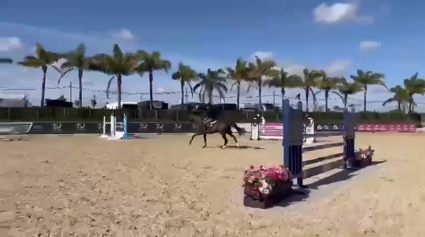 Hoppning hästar till salu: Svart drömhäst - Baloubet du Rouet - Video 1