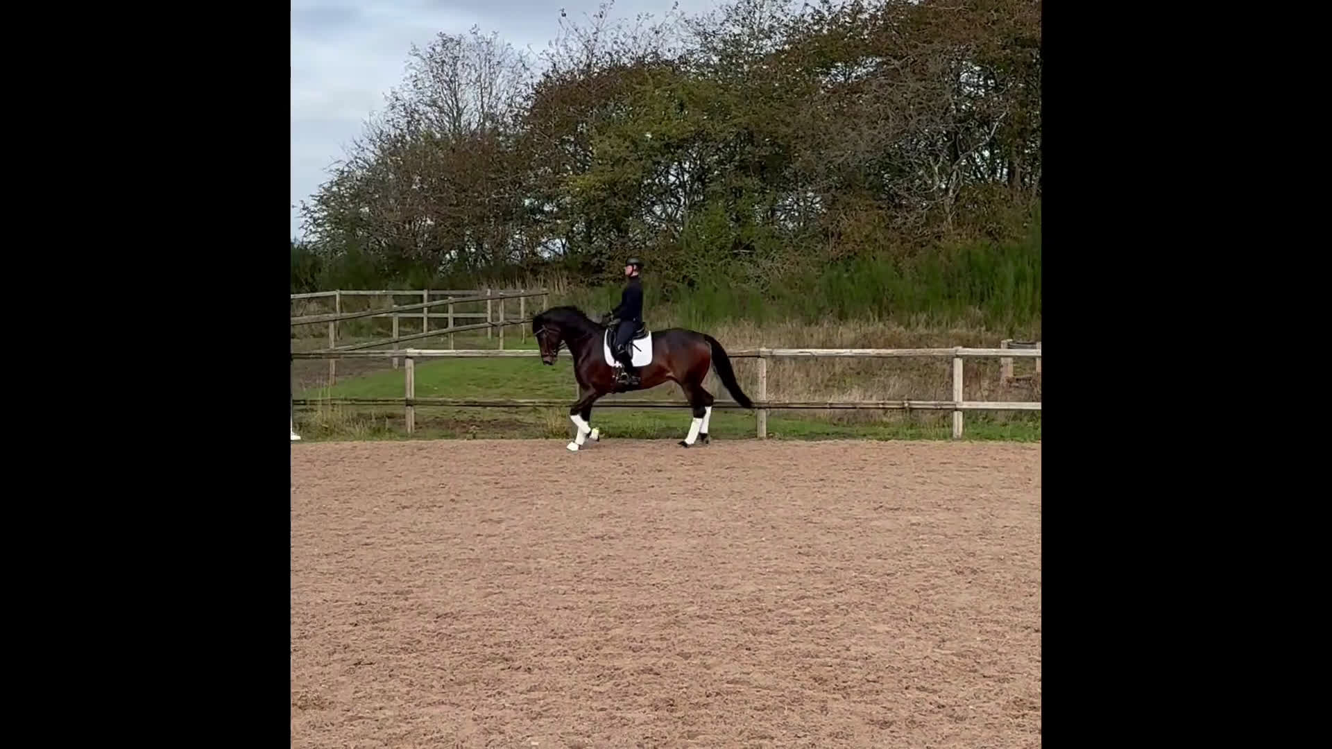 Dressyr hästar till salu: Trogen läromästare  i Genarp - Video 1