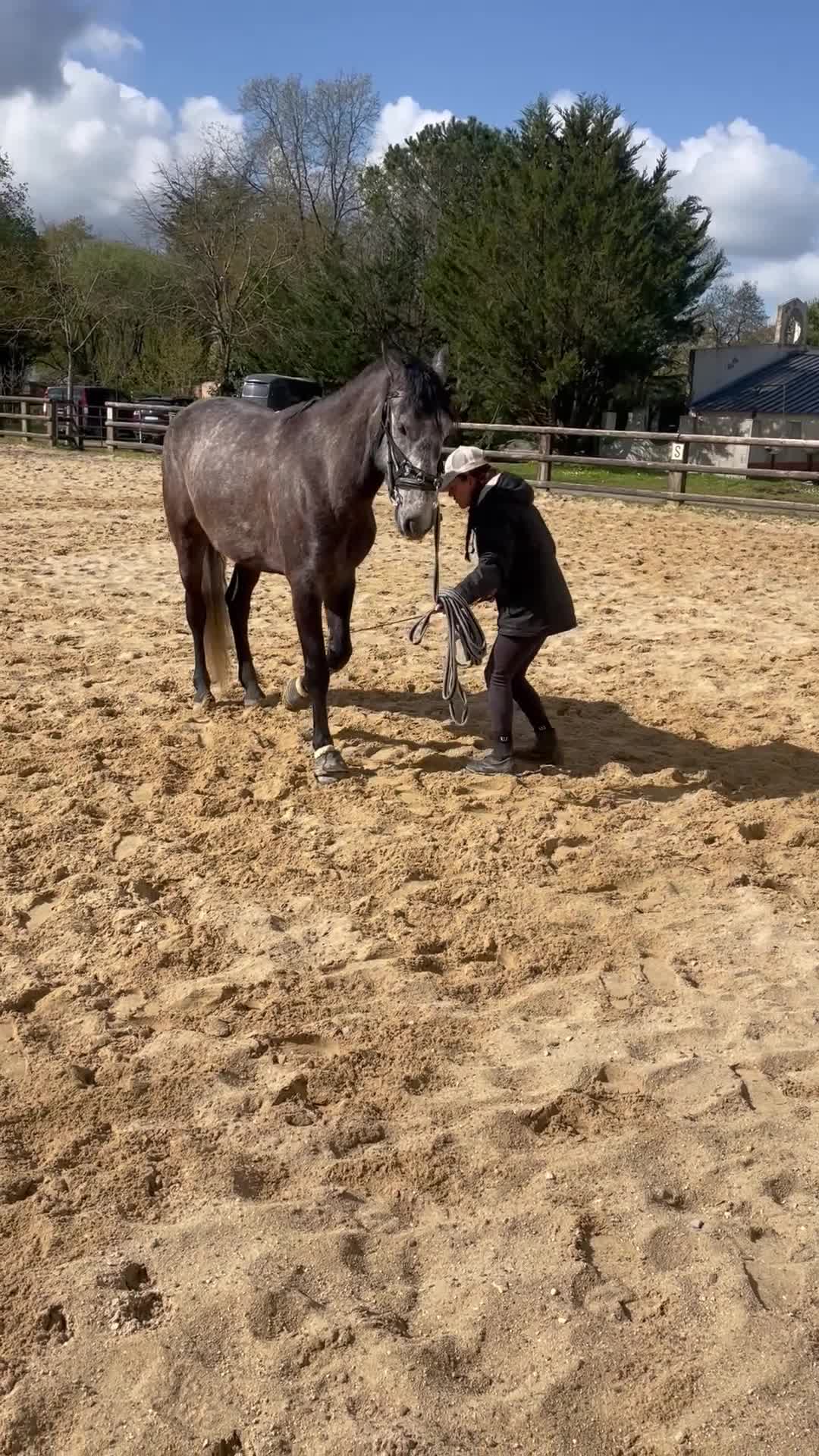 Dressyr hästar till salu: Lusitano for sale  - Video 3