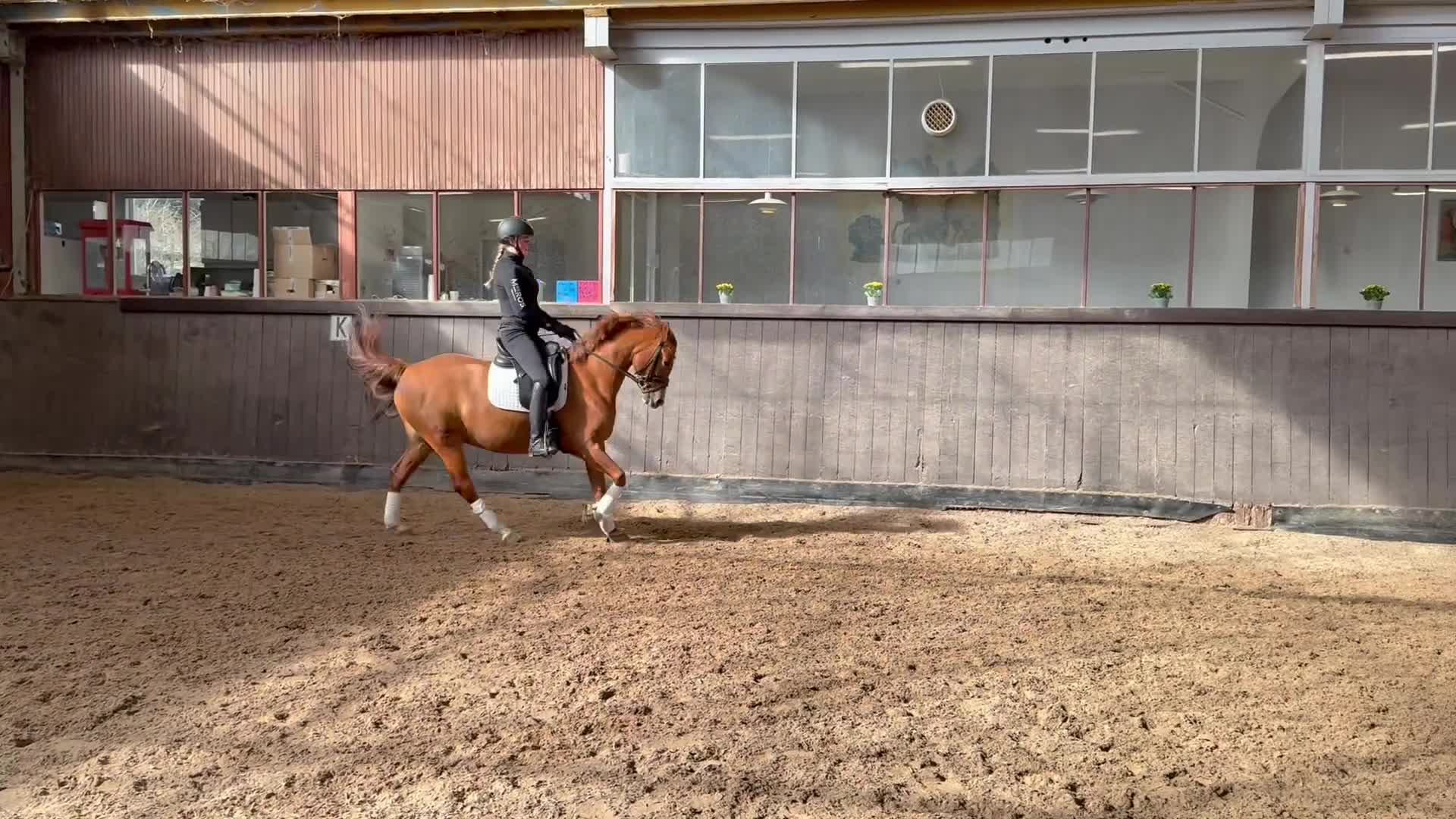 Dressyr hästar till salu: FEI Dressurpony  - Video 1
