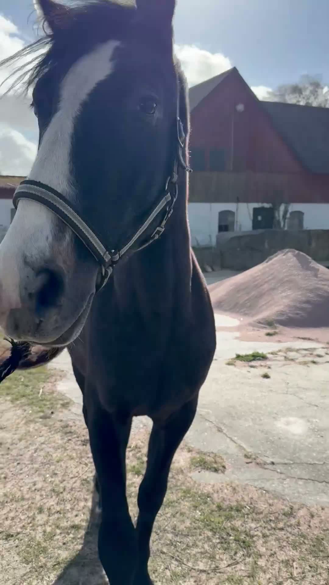 Allround hästar till salu: Ferdinand, fast i hästversion  - Video 1