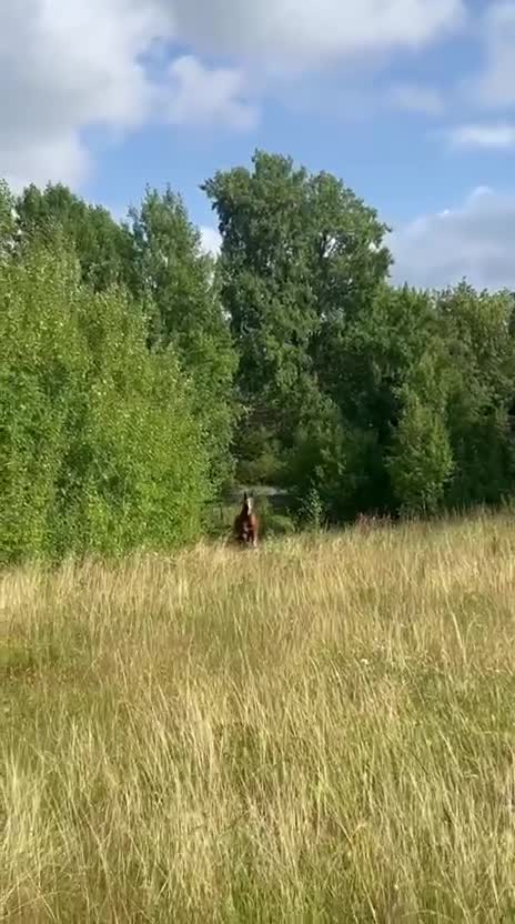 Hoppning hästar till salu: SAMARBETE 2-ÅRIG HOPPHINGST MED STORA KVALITETER! - Video 4