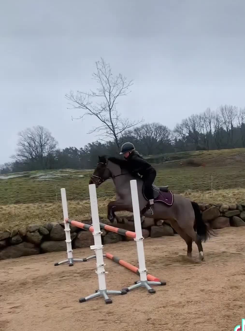 Allround hästar till salu: New Forest Sto - Video 3