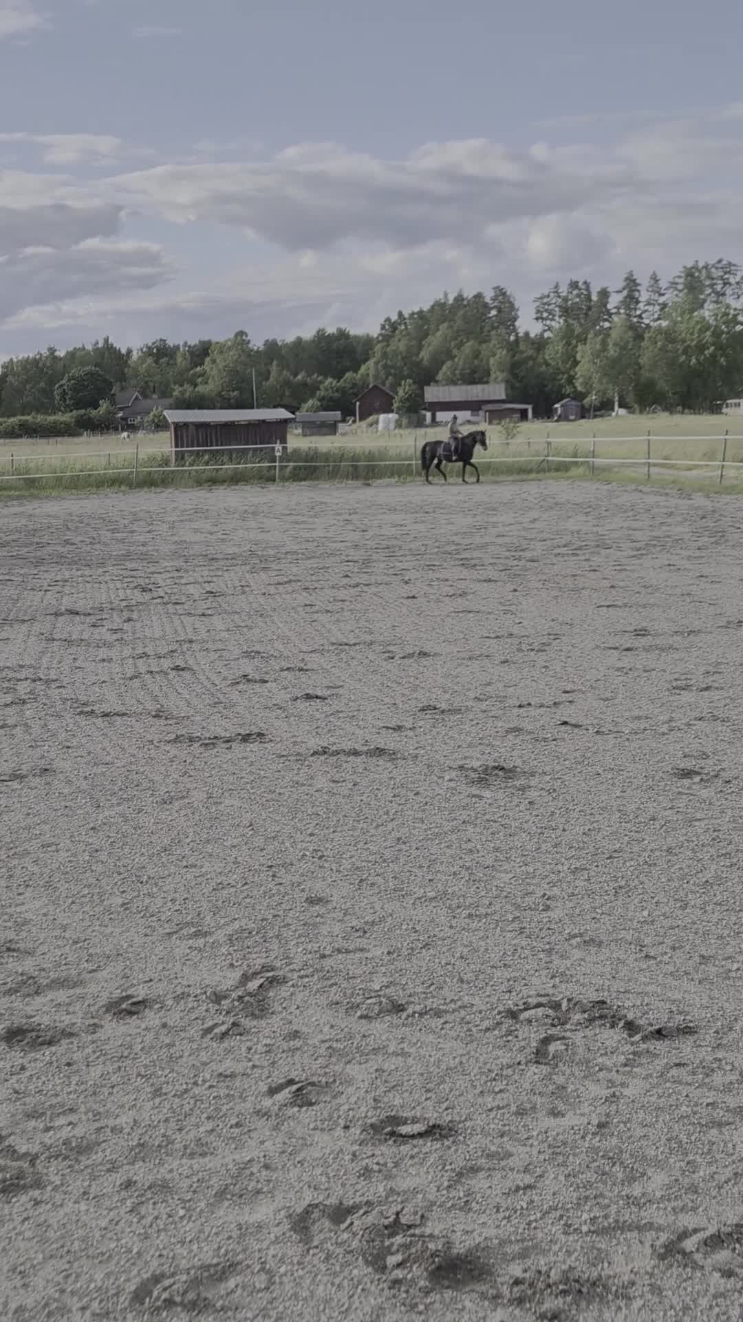 Dressyr hästar till salu: Trevligt friskt  swbsto  - Video 4