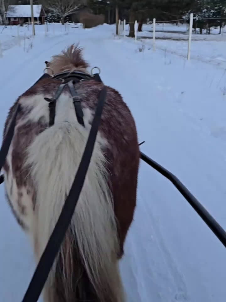 Allround hästar till salu: Sockersött shettissto i Mjölby - Video 2