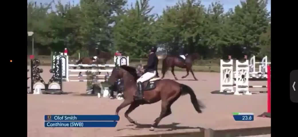 Hoppning hästar till salu: Välhoppande energisk kille - Video 2