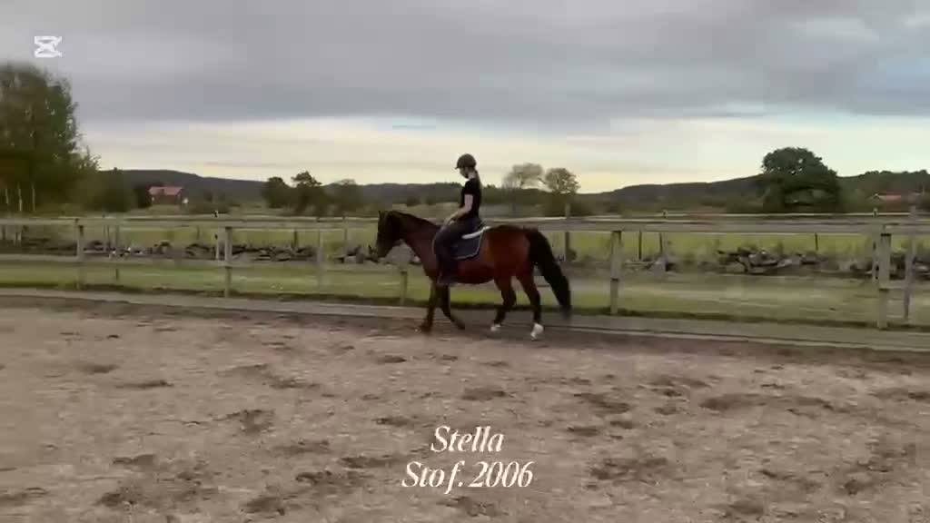 Allround hästar till salu: En riktig lady söker ett kärleksfullt hem - Video 1