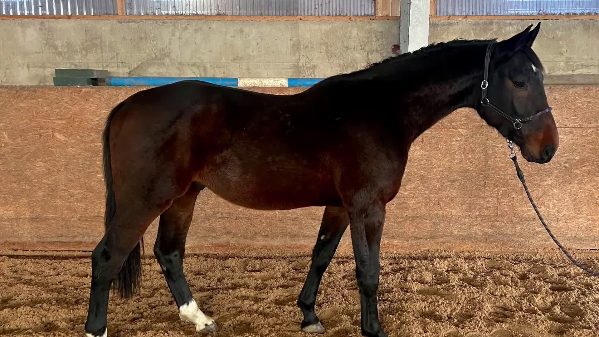 Hoppning hästar till salu: 3 åring för den som vill forma sin egna häst  - Video 1