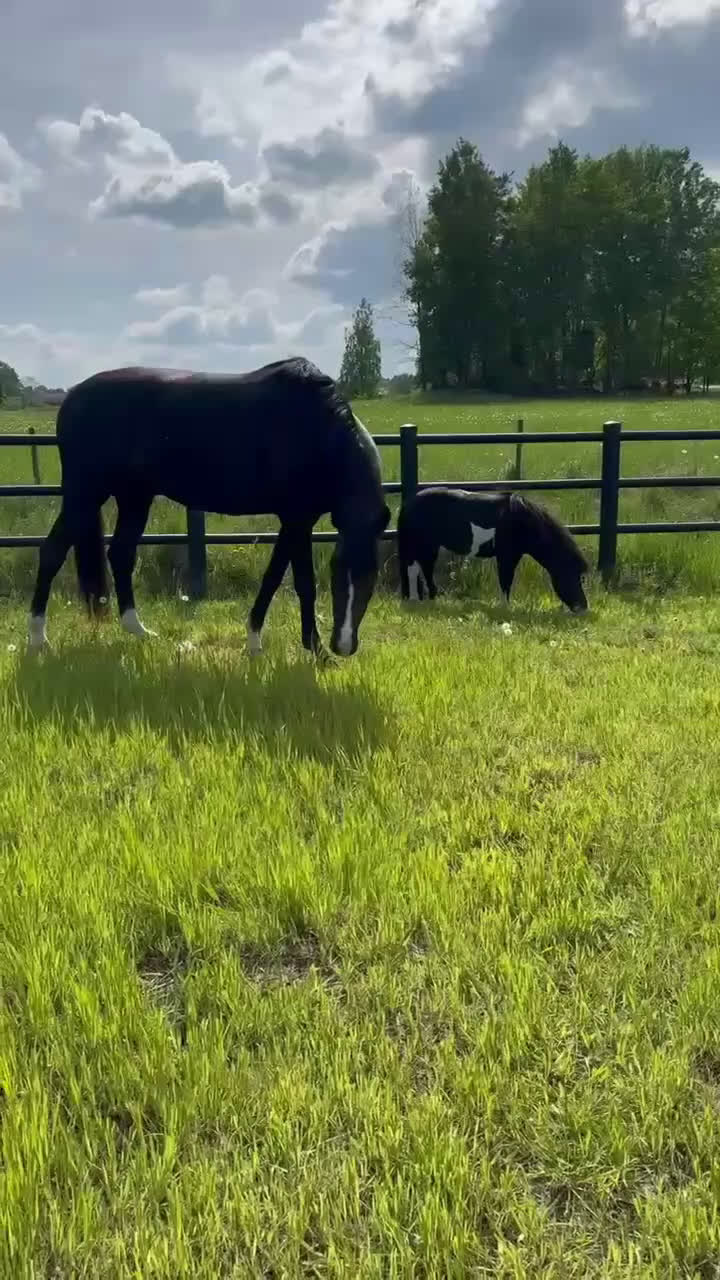 Övrigt hästar till salu: AMHA sto  i Strängnäs - Video 1
