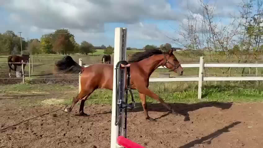 Dressyr hästar till salu: Zafferano sto - Video 3