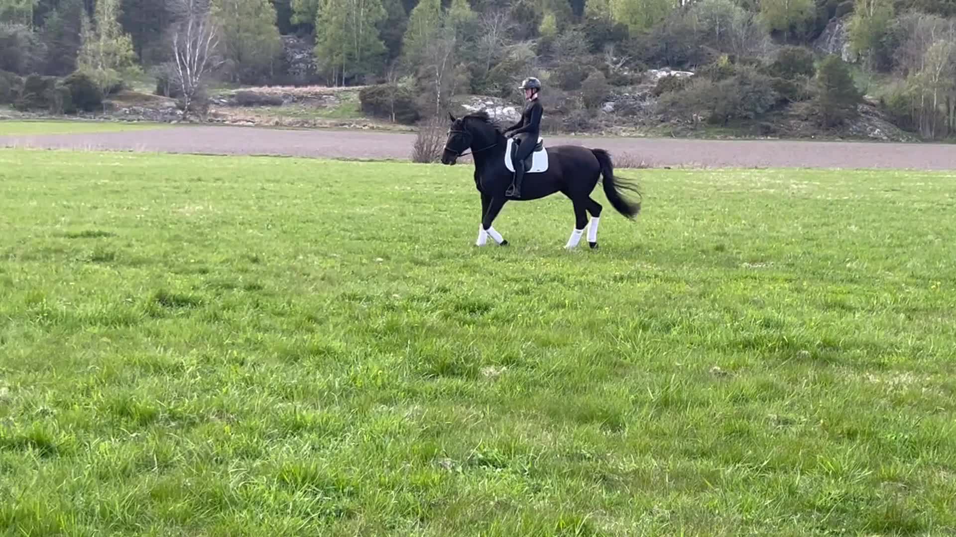 Dressyr hästar till salu: Vackert selektions sto i Harestad - Video 1